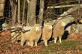 Three sheep use a fallen tree to scratch their backs