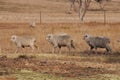 Three sheep walking in a row in a dry farm paddock Royalty Free Stock Photo