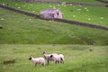 Three sheep with horns in a field with a whitewashed barn and dry stone walls typical of the Upper Teesdales, England Royalty Free Stock Photo