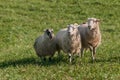 Three Sheep (Ovis aries) Move Forward