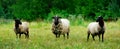 Three sheeps Royalty Free Stock Photo