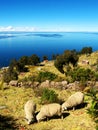 Three sheeps eating grass near a lake Royalty Free Stock Photo