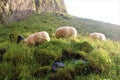 Three sheeps eating grass Royalty Free Stock Photo