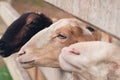 Three Sheeps in the farm Royalty Free Stock Photo