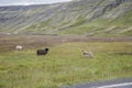 Three sheeps on iceland Royalty Free Stock Photo