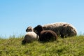 Three sheeps an the dam crest Royalty Free Stock Photo