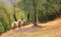 Three sheeps in a olive grove Royalty Free Stock Photo