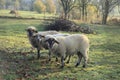 Three sheeps on the pasture, Slovakia Royalty Free Stock Photo