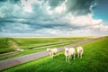 Three sheeps staring at the lens in a dutch cloudy day, Pieterburen, Holland Royalty Free Stock Photo