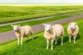 Three sheeps staring at the lens on a meadow, Pieterburen, Holland Royalty Free Stock Photo