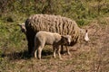 Three sheeps within vegetation Royalty Free Stock Photo