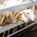 Three sheeps are waiting feed Royalty Free Stock Photo