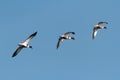 Three Shelduck, Tadorna tadorna, in flight against clear blue sk