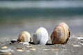 Three shells on a beach . Royalty Free Stock Photo