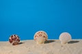 three shells on the beach minimal design Royalty Free Stock Photo