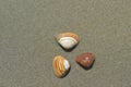 Three shells lie on wet, fine, smooth sand.