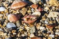 Three shells lying on the sand Royalty Free Stock Photo