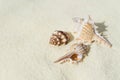 Three shells on white sand Royalty Free Stock Photo