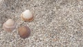 three shells on the sand of a beach Royalty Free Stock Photo