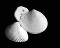 Three shells Still-Life Royalty Free Stock Photo