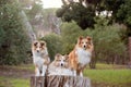 Three Shelties/ Shetland sheepdogs on a log in a forest