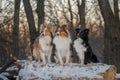 Three Shelties sitting together in snowy park with beautiful sunny background Royalty Free Stock Photo
