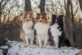 Three Shelties sitting together in snowy park with beautiful sunny background Royalty Free Stock Photo