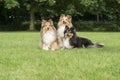 Three shetland sheepdogs lying down in a grass field Royalty Free Stock Photo