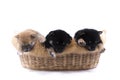 Three Shiba dogs sleepping in the basket. Japanese dog Royalty Free Stock Photo