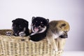 Three Shiba Inu in the basket on white background. Shiba Inu, black and tan, brown. Shiba Inu is a Japanese dog that is famous all Royalty Free Stock Photo