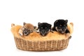 Three Shiba Inu in the basket on white background. Shiba Inu, black and tan, brown. Shiba Inu is a Japanese dog that is famous all Royalty Free Stock Photo