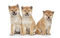 Three Shiba inu puppies on white background