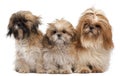Three Shih-tzus Royalty Free Stock Photo