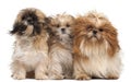 Three Shih-tzus with windblown hair