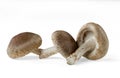 Three shiitake mushrooms in different positions Royalty Free Stock Photo