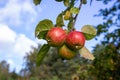 Three shiny delicious apples hanging from a tree branch in an Apple orchard against the sky on a Sunny autumn day Royalty Free Stock Photo