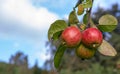 Three shiny delicious apples hanging from a tree branch in an Apple orchard against the sky on a Sunny autumn day. Space for your Royalty Free Stock Photo