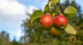 Three shiny delicious apples hanging from a tree branch in an Apple orchard against the sky on a Sunny autumn day. Space for your Royalty Free Stock Photo