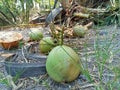 three shiny green coconuts still intact and several coconuts that had been split. one of them is brownish yellow