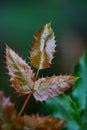 Three shiny leaves