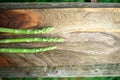 Three shoots of green asparagus on wooden background. Place for text