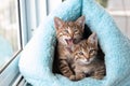 Three shorthaired tabby kittens sleep in a blue soft house Royalty Free Stock Photo