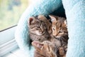Three shorthaired tabby kittens sleep in a blue soft house Royalty Free Stock Photo