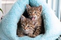 Three shorthaired tabby kittens sleep in a blue soft house Royalty Free Stock Photo