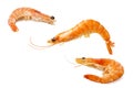 Three shrimps Royalty Free Stock Photo