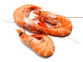 Three shrimps Royalty Free Stock Photo