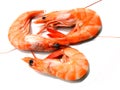 Three shrimps Royalty Free Stock Photo