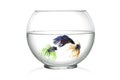 Three Siamese fighting fish in fish bowl , in front of white background Royalty Free Stock Photo