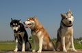 Three siberian huskies