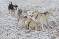 Three siberian husky and multibred dog are playing in the winter park Royalty Free Stock Photo